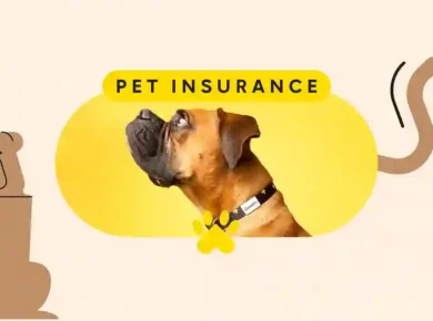 Dog insurance